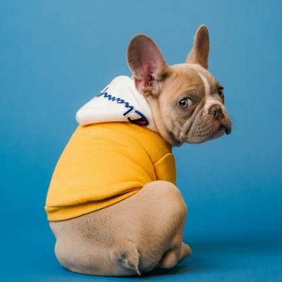A sample image of a dog wearing yellow clothes with the blue background