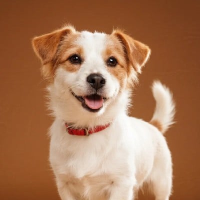 The sample image of a small dog with a white body and yellow ears to facewow watercolor generator