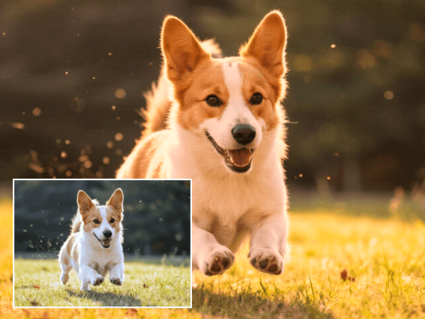 Convert a dog photo to the vintage version