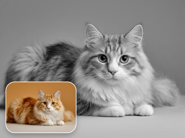 Make a cat photo black and white